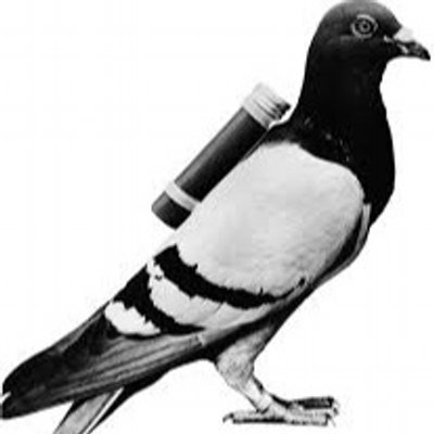 Image result for carrier pigeon